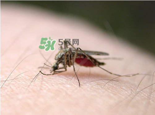 九月份還有蚊子嗎？9月份還有蚊子嗎？