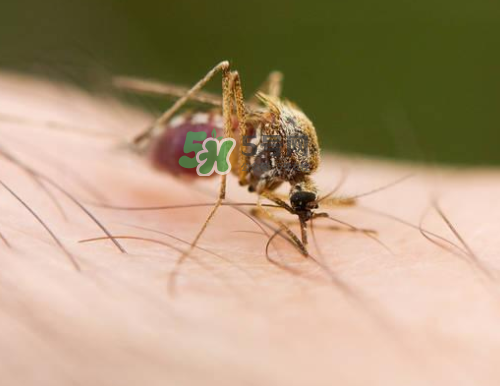 九月份還有蚊子嗎？9月份還有蚊子嗎？
