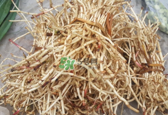 折耳根是什么？折耳根是哪里的特產(chǎn)？