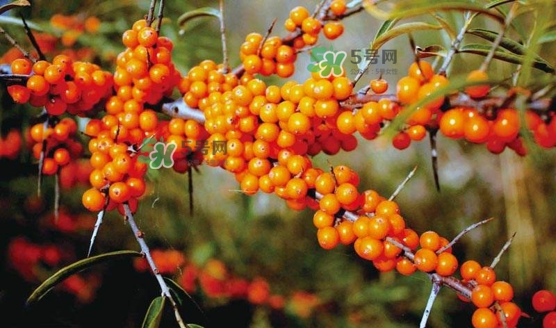 沙棘是什么？沙棘的功效與作用