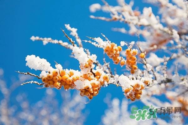 沙棘是什么？沙棘的功效與作用