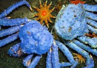 螃蟹腿藍色的是什么？螃蟹腿為什么是藍色？
