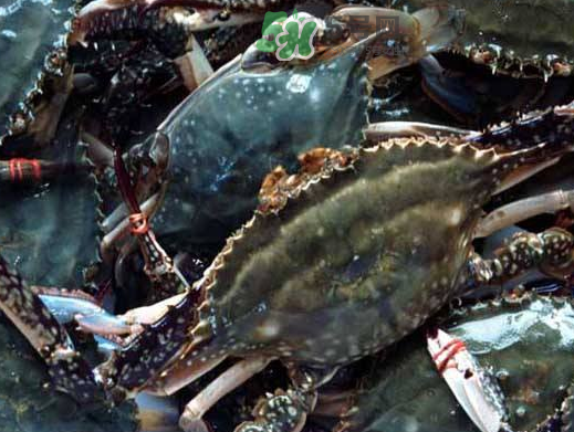 梭子蟹養(yǎng)殖的嗎？梭子蟹養(yǎng)殖和野生的區(qū)別