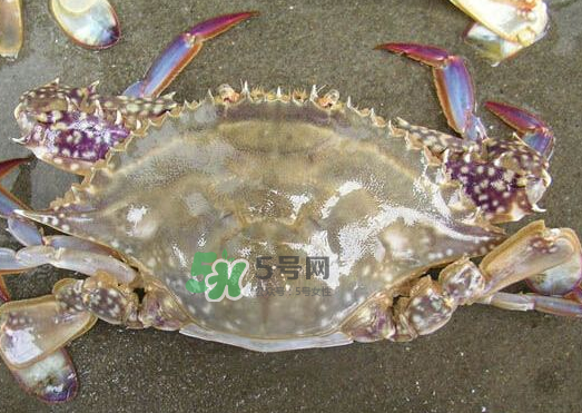 梭子蟹養(yǎng)殖的嗎？梭子蟹養(yǎng)殖和野生的區(qū)別