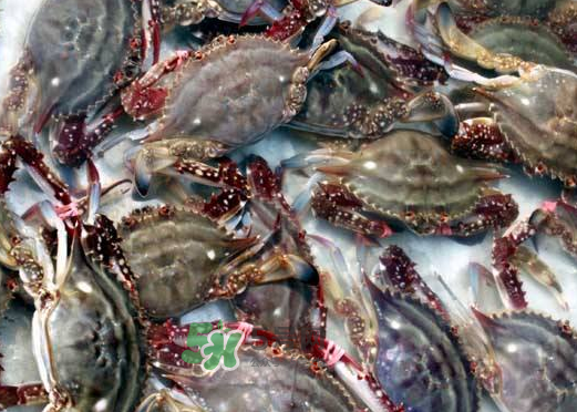 梭子蟹養(yǎng)殖的嗎？梭子蟹養(yǎng)殖和野生的區(qū)別