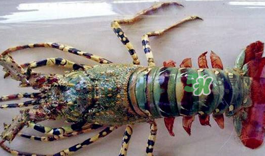 中華錦繡龍蝦能吃嗎？中華錦繡龍蝦能吃嗎？