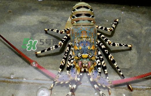 中華錦繡龍蝦能吃嗎？中華錦繡龍蝦能吃嗎？