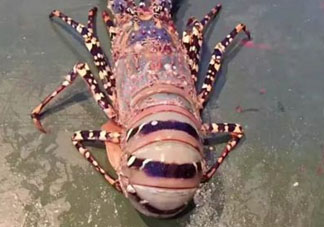 中華錦繡龍蝦怎么做？中華錦繡龍蝦怎么吃？