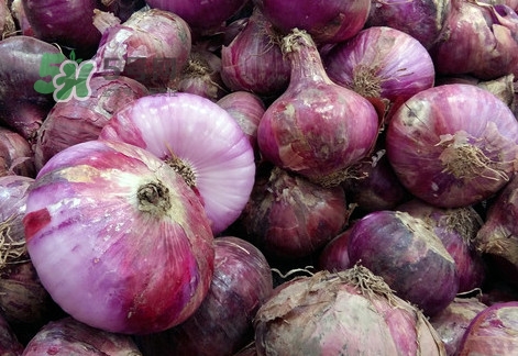 皮芽子是什么東西？皮芽子怎么做好吃