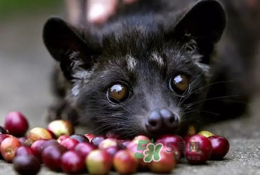 貓屎咖啡是怎么來的？貓屎咖啡的由來