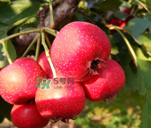 山楂什么人不能吃？山楂什么時候吃效果好