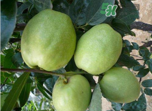 梨棗和冬棗哪個大？梨棗和冬棗的區(qū)別