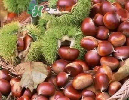 羅田是中國(guó)板栗之都嗎？羅田板栗什么時(shí)候成熟