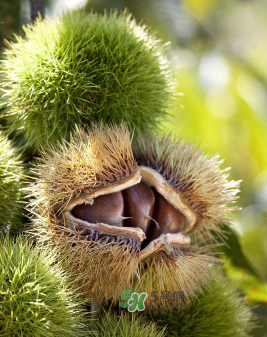 板栗怎么炒好吃又香？板栗怎么炒容易剝殼？