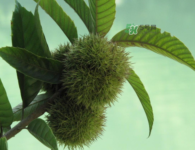 板栗怎么炒好吃又香？板栗怎么炒容易剝殼？