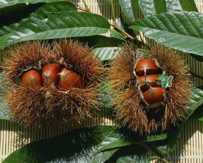 板栗怎么炒好吃又香？板栗怎么炒容易剝殼？