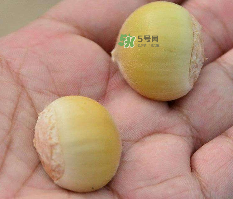 嫩板栗可以吃嗎？嫩板栗怎么吃？