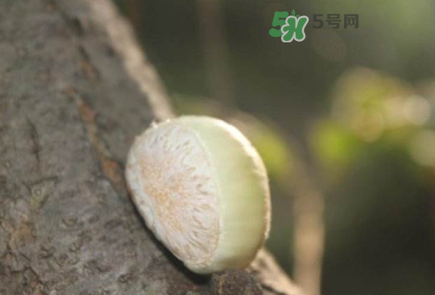 嫩板栗怎么保存？嫩板栗保存方法