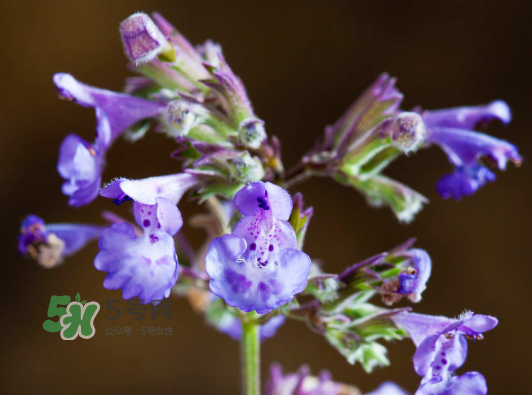 貓薄荷人能吃嗎？貓薄荷能吃嗎？