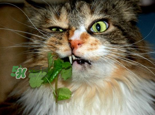貓薄荷人能吃嗎？貓薄荷能吃嗎？
