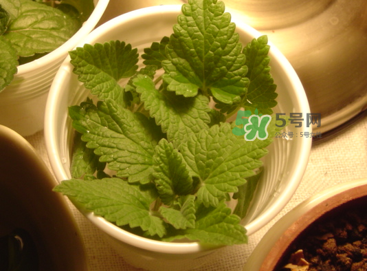 貓薄荷人能吃嗎？貓薄荷能吃嗎？