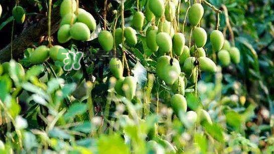 孕晚期能吃芒果嗎？孕晚期吃了很多芒果對胎兒好嗎？