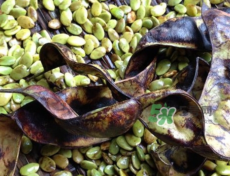 皂角米有沒有美容功效？吃皂角米美容靠不靠譜？