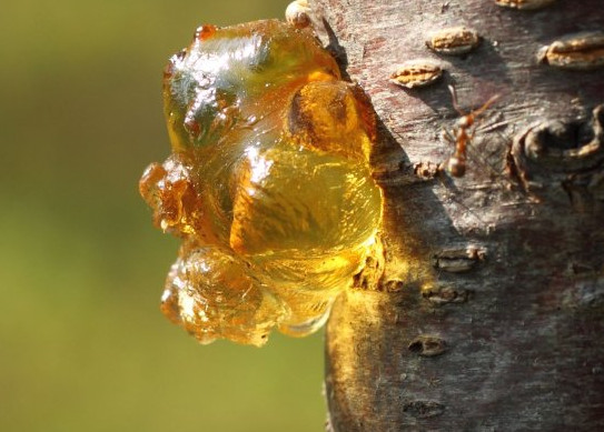 桃膠有毒嗎？桃膠怎么吃