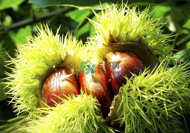 板栗和什么煲湯最好？板栗湯做法大全