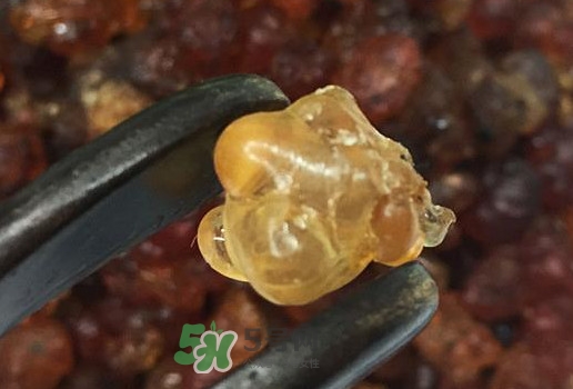 桃膠幾月份可以采摘？桃膠幾歲小孩能吃