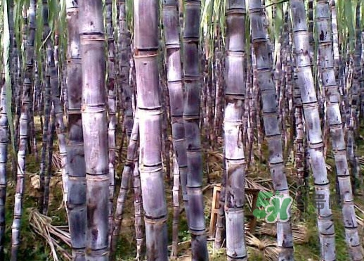 甘蔗什么時(shí)候成熟？甘蔗什么時(shí)候上市