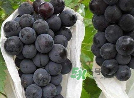 黑葡萄的營(yíng)養(yǎng)價(jià)值_黑葡萄的功效與作用及飲食禁忌 黑葡萄的營(yíng)養(yǎng)價(jià)值_黑葡萄的功效與作用及飲食禁忌