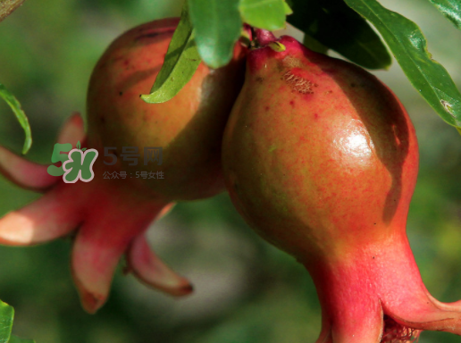 石榴為什么會生蟲_石榴長蟲怎么辦_石榴長蟲能吃嗎 石榴為什么會生蟲_石榴長蟲怎么辦_石榴長蟲能吃嗎