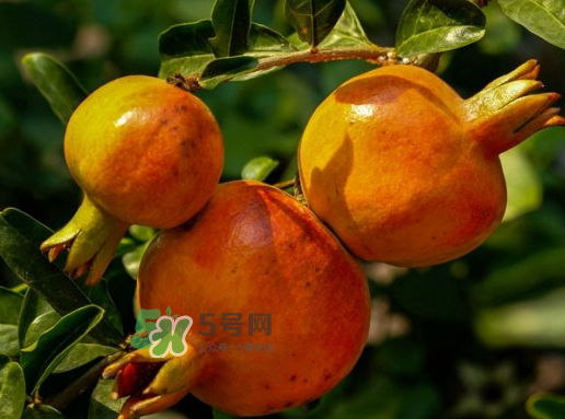 石榴為什么會生蟲_石榴長蟲怎么辦_石榴長蟲能吃嗎 石榴為什么會生蟲_石榴長蟲怎么辦_石榴長蟲能吃嗎