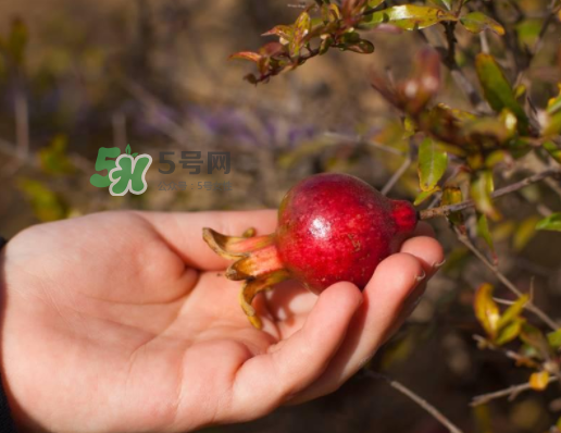 石榴為什么會生蟲_石榴長蟲怎么辦_石榴長蟲能吃嗎 石榴為什么會生蟲_石榴長蟲怎么辦_石榴長蟲能吃嗎