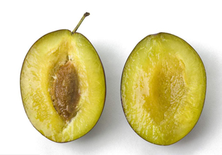 西梅是李子嗎？西梅是什么季節(jié)的水果