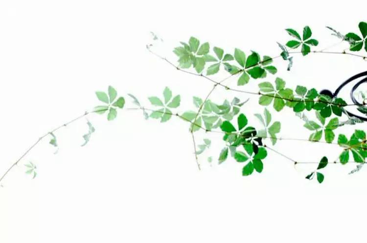 這世上，只有一種男人不會(huì)出軌