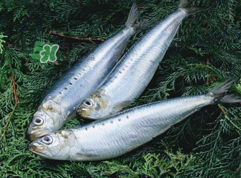 沙丁魚和秋刀魚有什么不一樣？秋刀魚和沙丁魚的區(qū)別