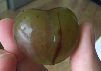 心形葡萄能吃嗎？心形葡萄和普通葡萄的區(qū)別