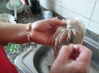 魷魚頭怎么切？魷魚怎么切花刀