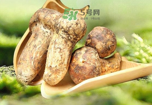 新鮮松茸怎么挑選？干松茸如何挑選