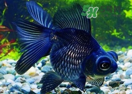 錦鯉有什么寓意？錦鯉代表什么意思