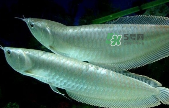 錦鯉有什么寓意？錦鯉代表什么意思