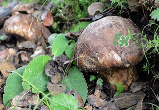 松茸是什么東西？松茸是蘑菇嗎
