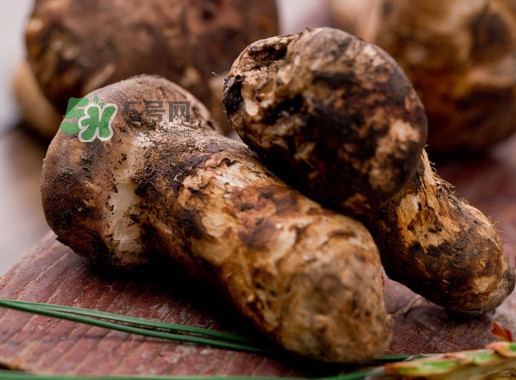 松茸是哪里的特產？松茸是不是越大越好