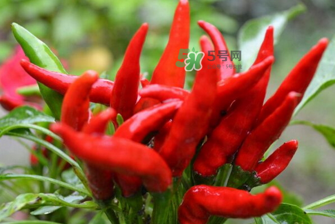 朝天椒的寓意 朝天椒的吃法 朝天椒的寓意 朝天椒的吃法