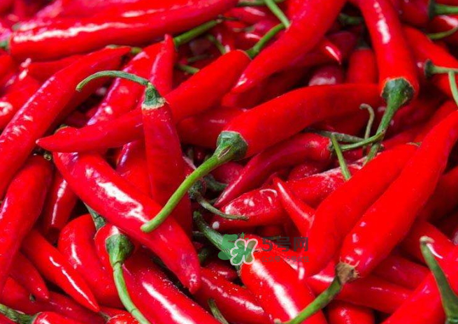 朝天椒的寓意 朝天椒的吃法 朝天椒的寓意 朝天椒的吃法