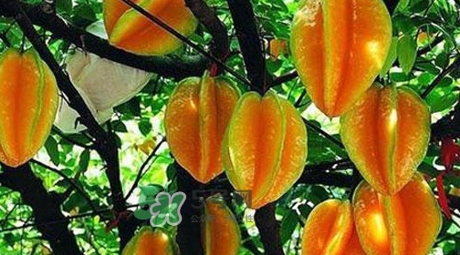 楊桃熱量高嗎？楊桃減肥嗎？