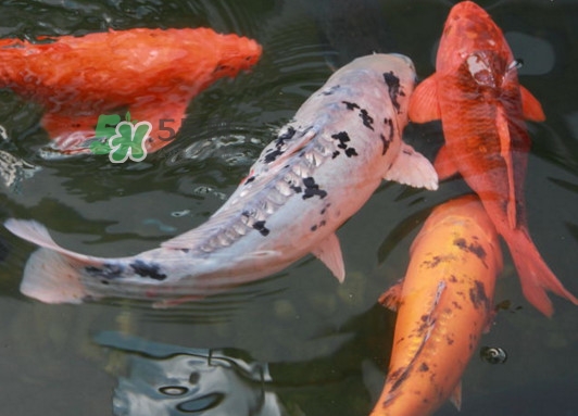 錦鯉有什么寓意？錦鯉代表什么意思