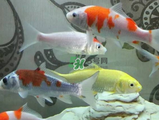 錦鯉有什么寓意？錦鯉代表什么意思